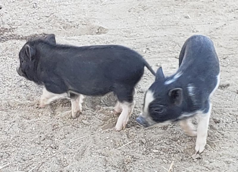 piglet 11.jpg