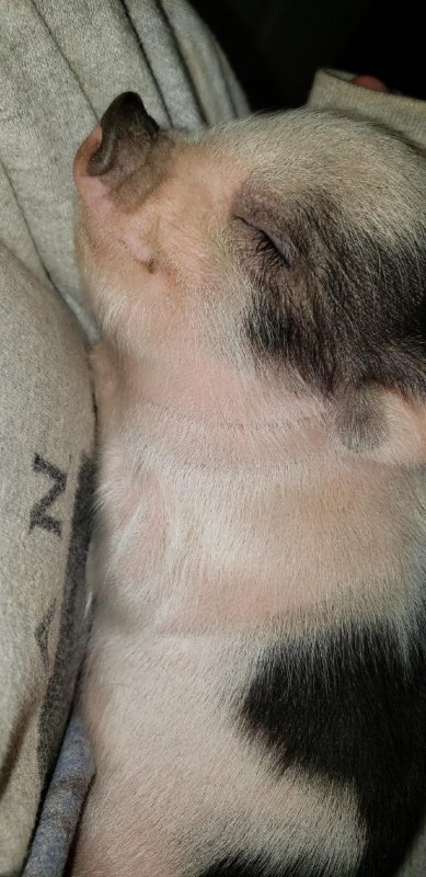 pig.jpg