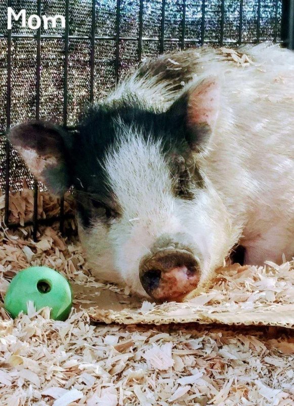 pig mom.jpg
