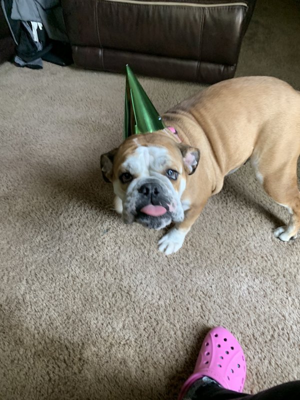 Rehoming my Bulldog