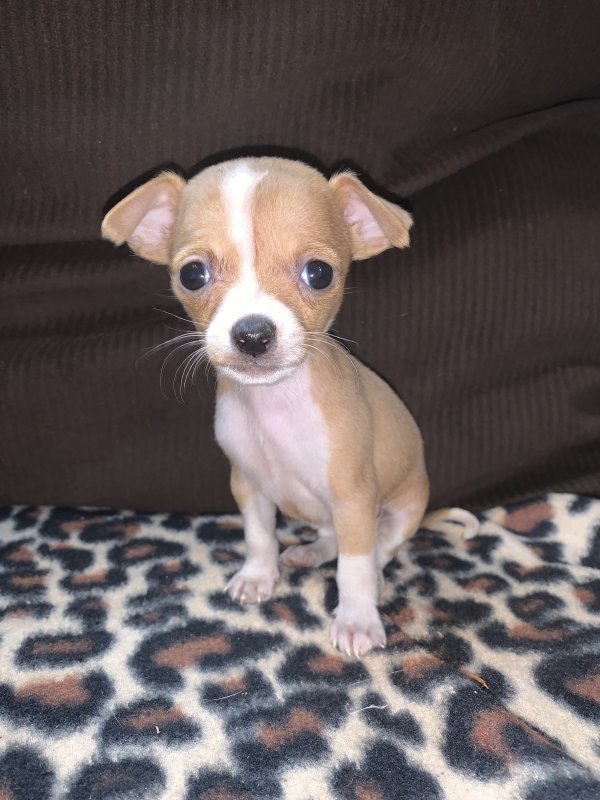 looking for a miniature chihuahua
