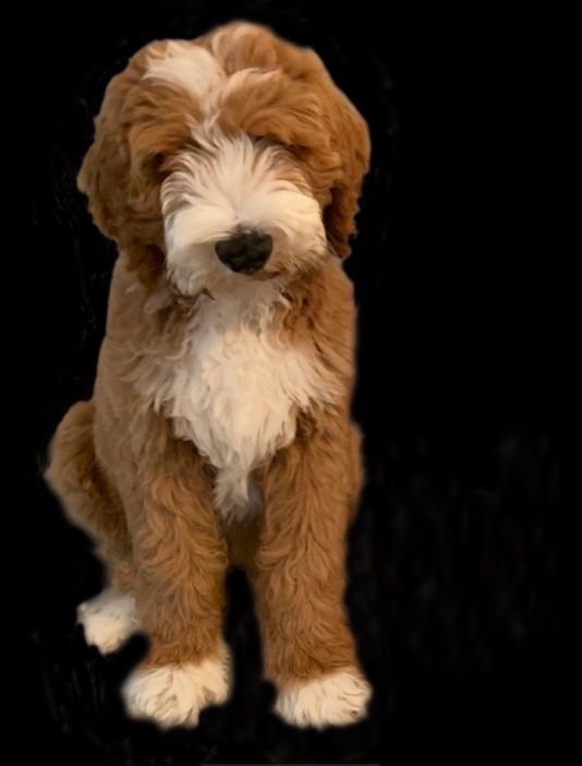 rio as a pup.jpeg