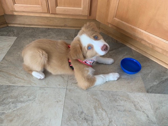 Bella 2.jpg