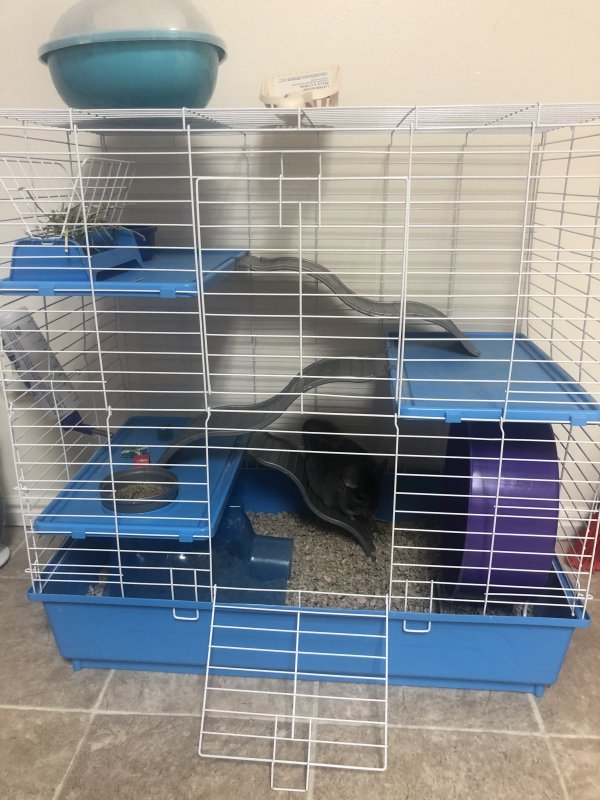 Baby Chinchilla for Sale Everything Included