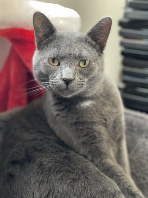 Male Russian Blue Ready to Breed