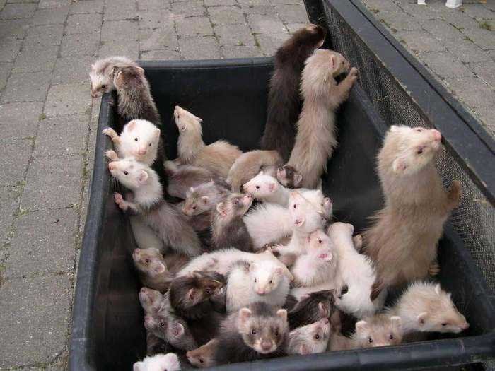 Ferrets For Sale in Buffalo, New York