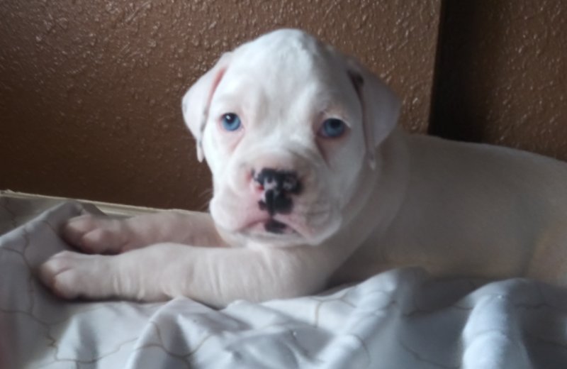 Boxer Puppies For Sale in Florida