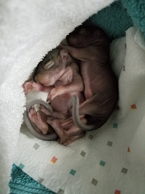 4 month old baby development 