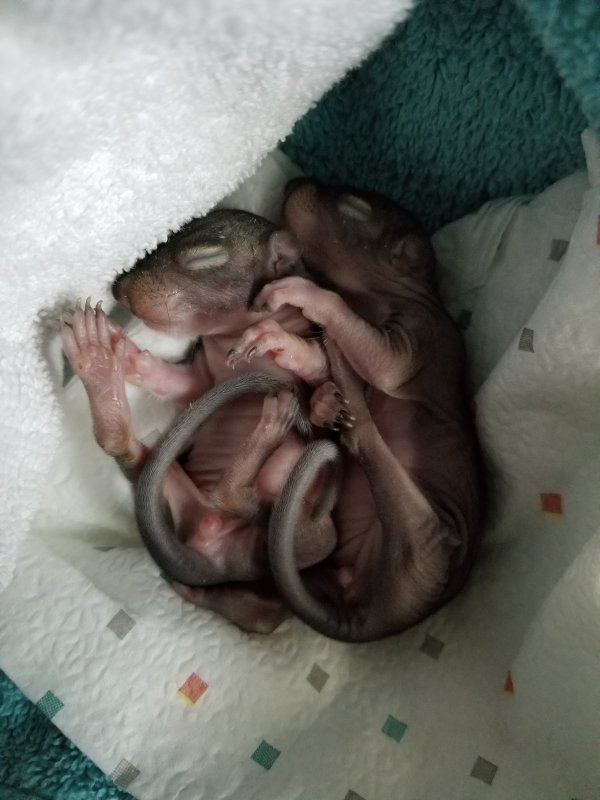 2 Week Old Baby Squirrels for Adoption