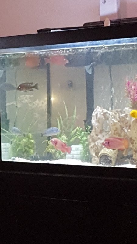 Cichlids.jpg