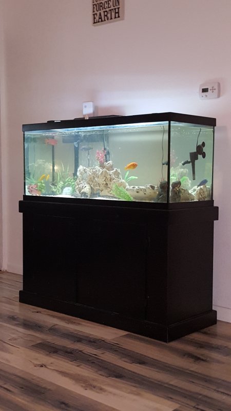 Fish Tank.jpg