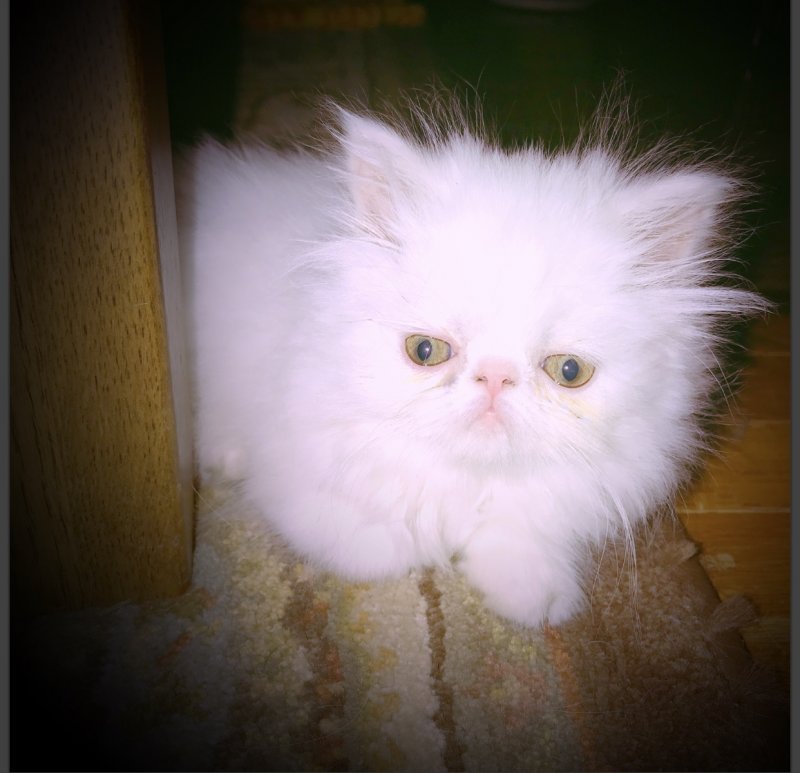 kitty2.jpg