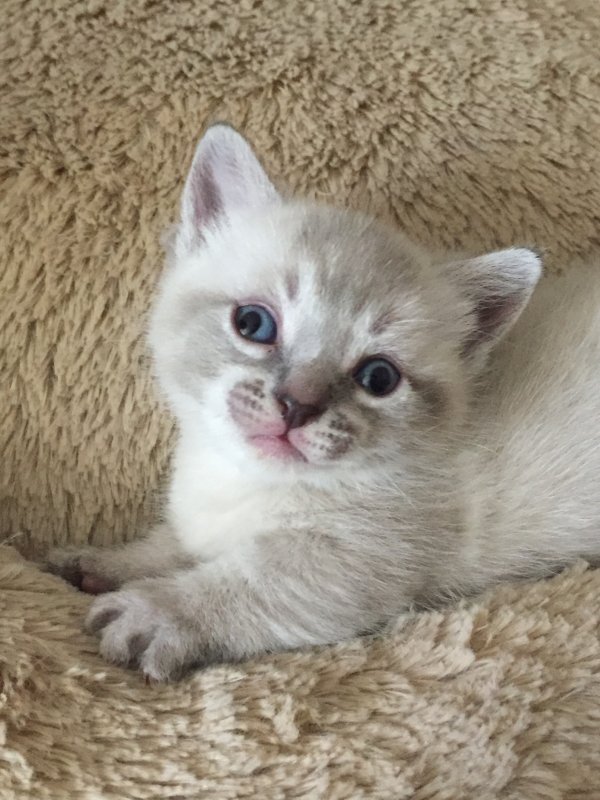 Siamese Munchkin Kittens