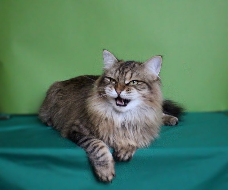 photofacefun_com_1511978237.jpg