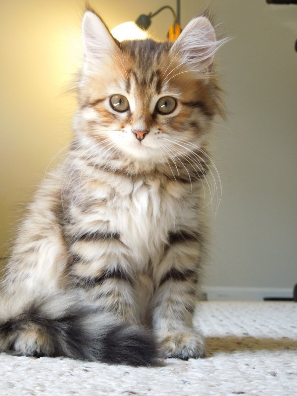 Copy of Maiya 10 weeks 036.JPG
