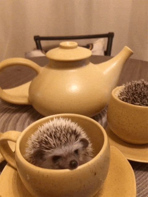 hog moving.png