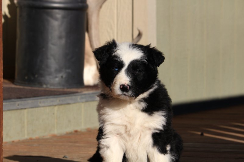 Border Collie/Idaho Shag Puppies for Sale