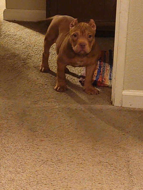 Pocket Bully for Sale