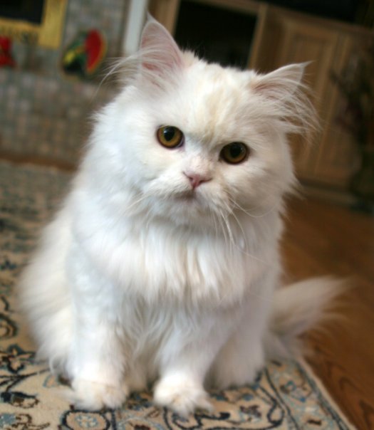 WhitePersianCat.jpg WhitePersianCat.jpg