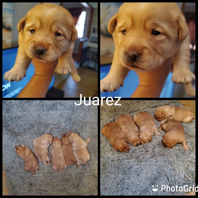 PhotoGrid_Plus_1609429578555.jpg