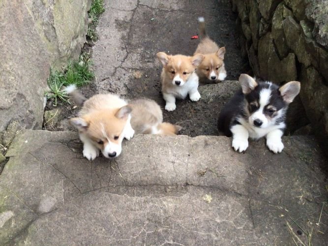 corgies 6.jpg
