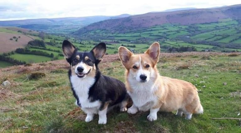 parent corgies.jpg