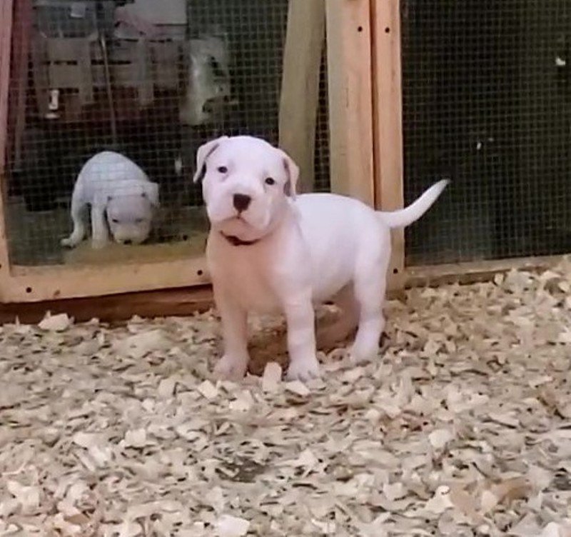 dogo pups.jpg