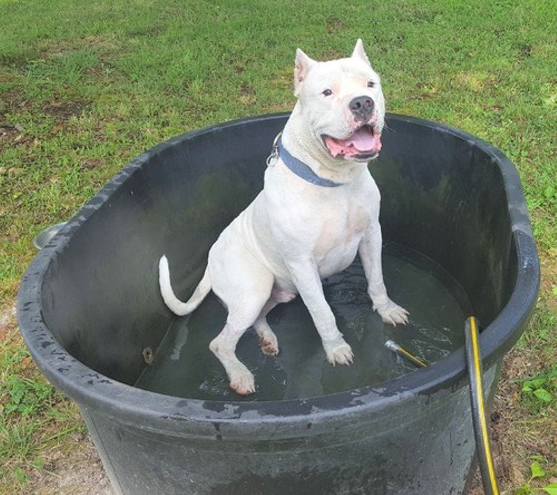 Dogo pupsi.jpg