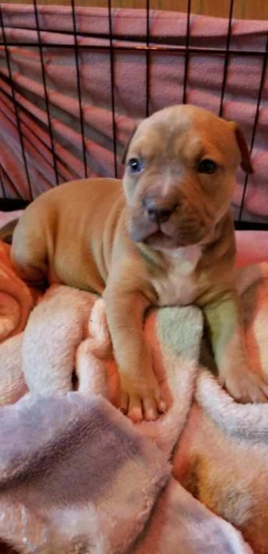 pup3.jpg