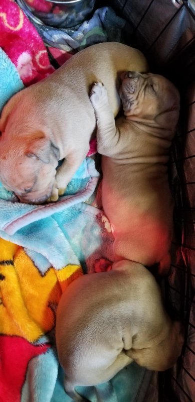 pup2.jpg pup2.jpg