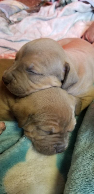 pup1.jpg pup1.jpg