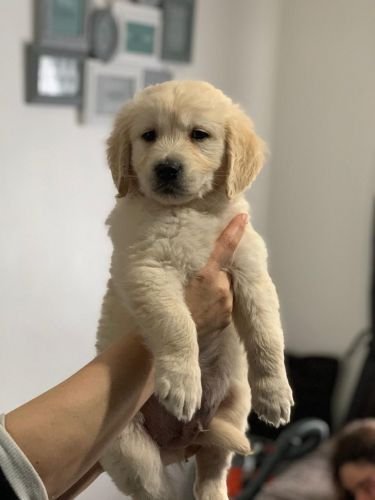 golden-retriever-puppies-5caa327e105bd-1567454709.jpg golden-retriever-puppies-5caa327e105bd-1567454709.jpg