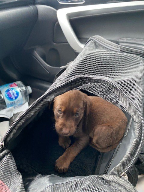Puppy.jpg Puppy.jpg