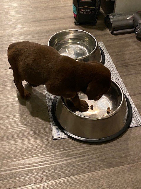 Puppy 2.jpg Puppy 2.jpg