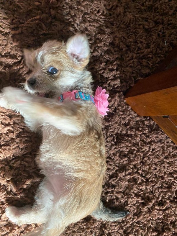 COOKIE 3.jpg