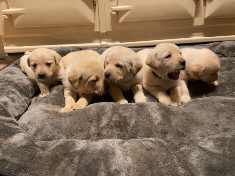 7 Beautiful Labrador Puppies For Sale Ads Redding, California CA