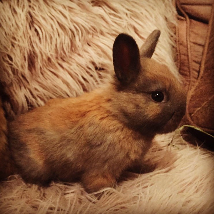 bunny.jpg