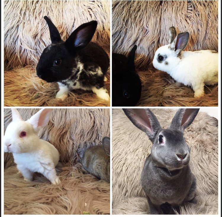 bunnies 1.jpg