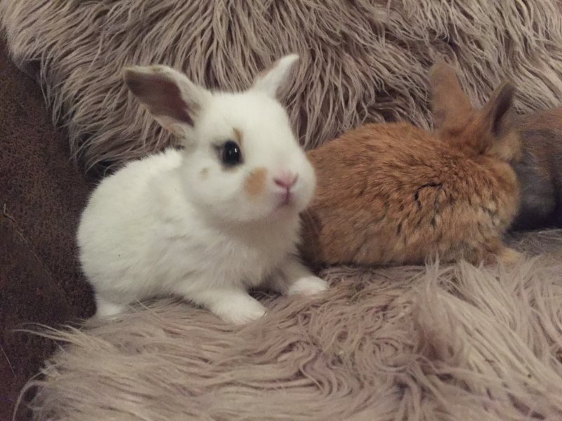 bunny 5.JPG