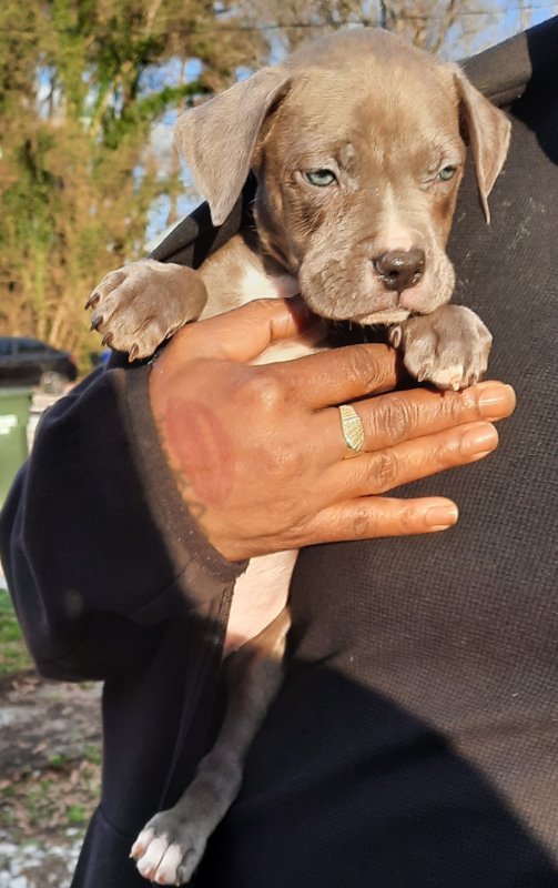 Pitbull Puppies for Sale!