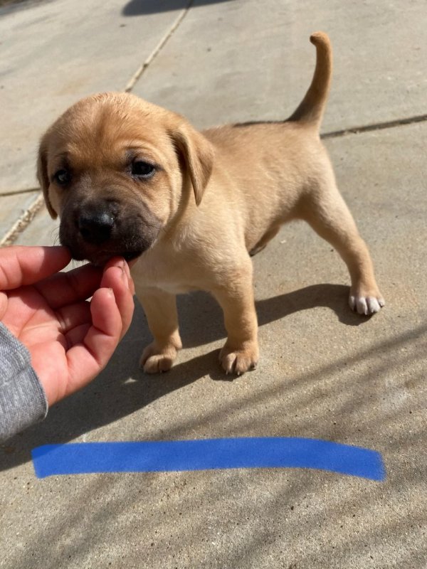 Lab/Bulldog Mix Puppies
