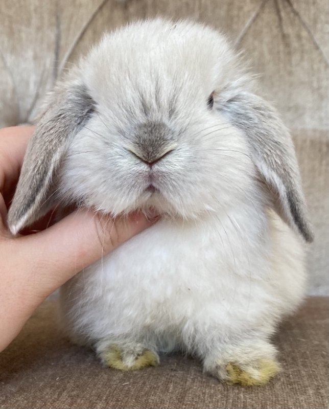 bunny1.jpg