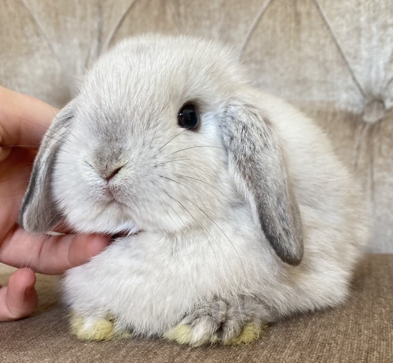 bunny2.jpg