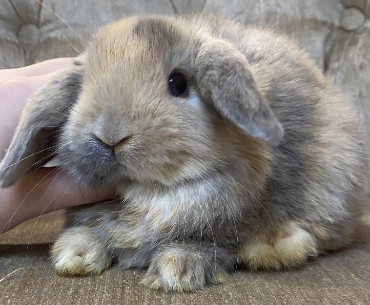 bunny3.jpg bunny3.jpg