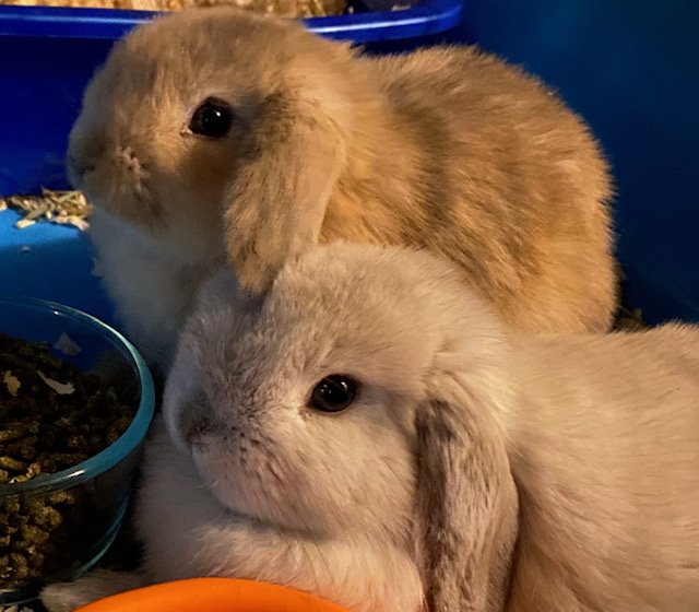 bunny4.jpg bunny4.jpg