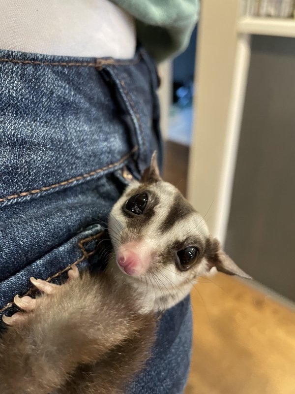 2 Sugar Gliders for Sale