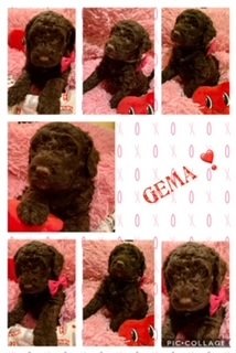 Gema2.jpg