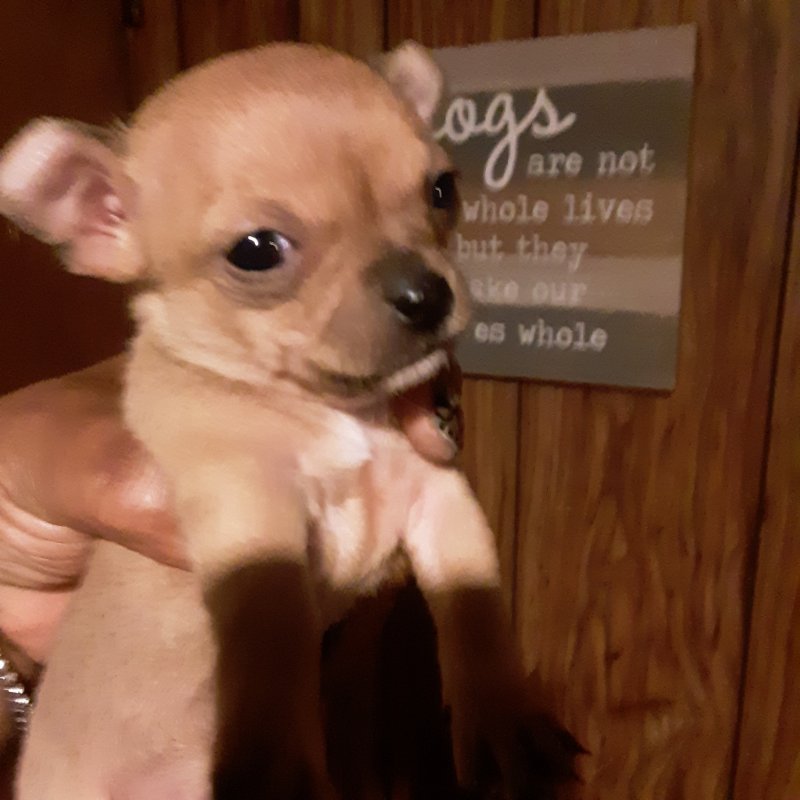 Chihuahua for Sale in Nashville