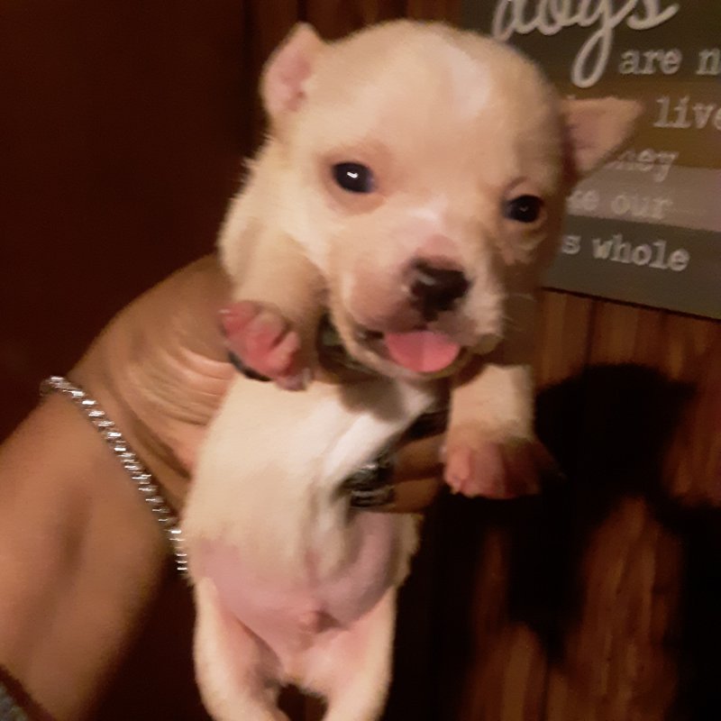 Chihuahua for Sale in Nashville