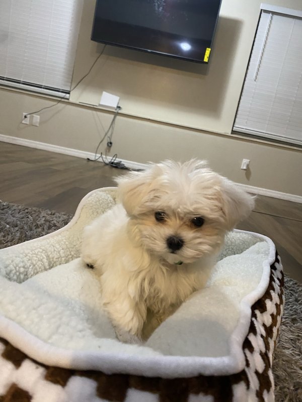Peer Bred Maltese for Sale!